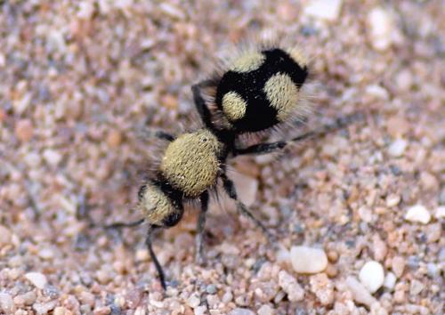 Dasylabris sp.